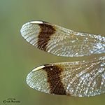Up early to photograph banded darters