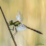 Photographing dragonflies requires preparation, precision and patience (part 2)