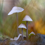 Mushroom Carousel