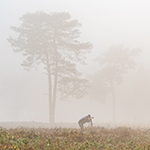 Inspired by the documentary The World of Lars van de Goor
