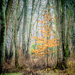 Control reflections with a polarising filter