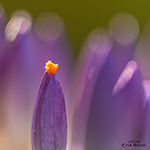 Photographing crocuses, from near and far