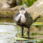 Bird photography often requires a lot of patience