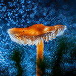 Illuminated mushrooms (part 3)