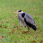 Adventures with the Sony 200-600mm (week 1)