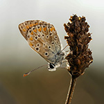 Photographing a common blue butterfly at 't Ham