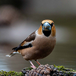 A day in a photography hide