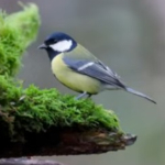 Photographing wildlife in your own back garden