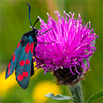 The Perfect Picture; Colourful nature and urbex