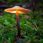 Lichtgevende paddenstoelen fotograferen Lichtgevende paddenstoelen fotograferen