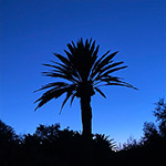 Capturing the Blue Hour with Your Phone