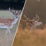 Get Low for Wildlife Photos
