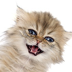 Make your Nikon Z9 meow like a cat