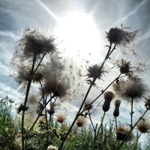 Photo recipe; Combining flash and sunlight