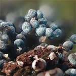 Focus stacking: experimenting is learning