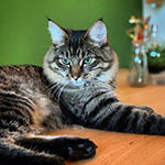 Review: iPhone XS, the latest iPhone camera