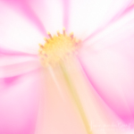 Creative photography with a Lensbaby