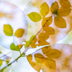 Creative with (Autumn) Leaves