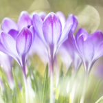 Photographing with a vintage (Helios) lens