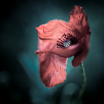 Photographing Poppies! Photographing Poppies!