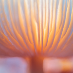 Do you love autumn photography too?