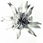 Creative photography with dandelions
