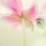 Dreamy, creative nature photography with a Lensbaby