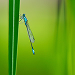 7 Tips for Macro Photography