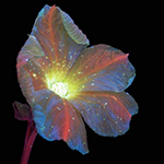 What does a flower look like to a butterfly or bee?