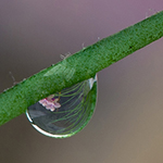 Create a mini-lens effect in a droplet