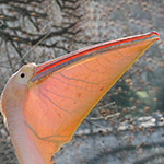 8 tips for photographing in a zoo