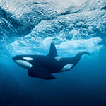 Impressive underwater photographs by George Karbus