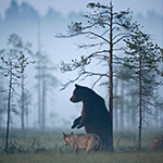 Friendship between grey wolf and brown bear captured