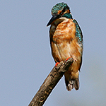 Crash course in bird photography