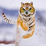 Photoshop competition: mix animals with each other