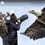 How to photograph birds in flight