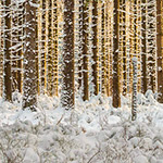White balance and exposure in snow