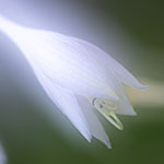 10 Tips for Applying the Orton Effect
