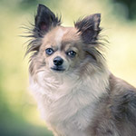Editing a Dog Photo in Lightroom Classic