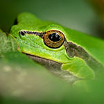 Photograph Through a Foreground for Atmospheric Macro Photos