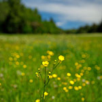 A shallow depth of field in landscape photography