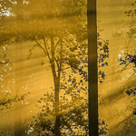Sunlight and forest photography