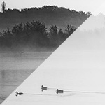 Sometimes a black-and-white photo needs to be grey