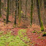 Photographing in a forest