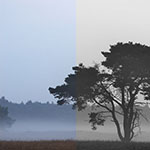 Colour as a solution for a bad black-and-white photo