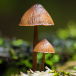 10 tips for photographing mushrooms