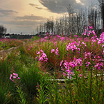 A foreground in your landscape photo? Choose something interesting