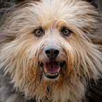 Creating a Feeling When Photographing Your Pet