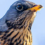Cropping is good, but don't overdo it with animal photos