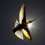 Are you a bird photographer? Take a look at Birds, Poetry in the Sky. Are you a bird photographer? Take a look at Birds, Poetry in the Sky.